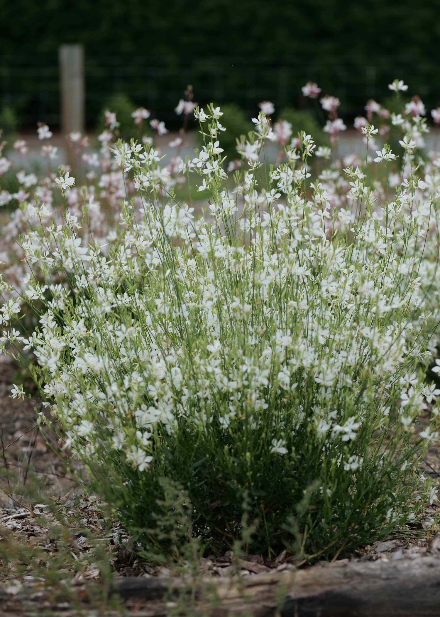 White flowers of Gaura So White