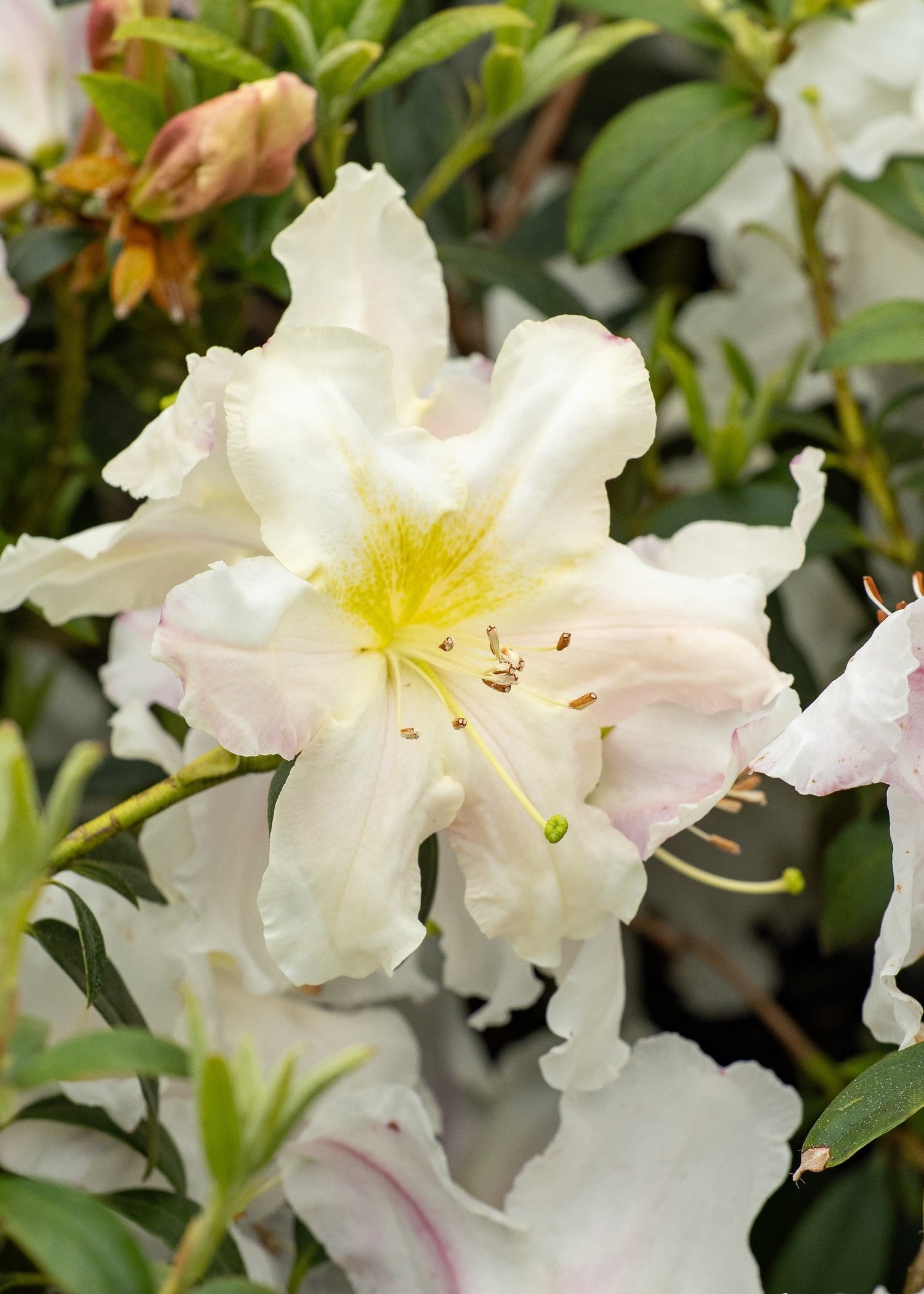 Compact Rhodo Cos