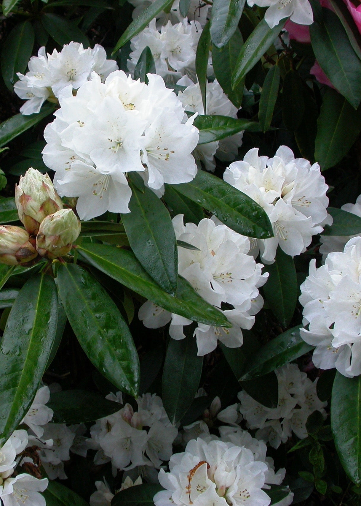 White flowering Rhododendron 
