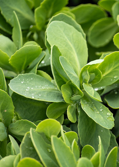 Sedums