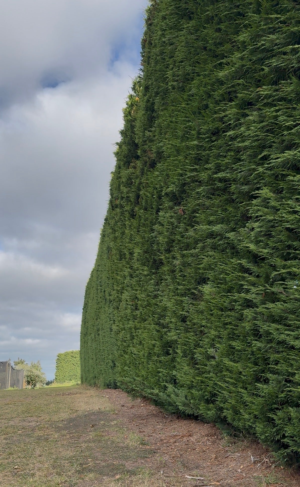 Shelter belt of Leyland x Cupressus Ovensii