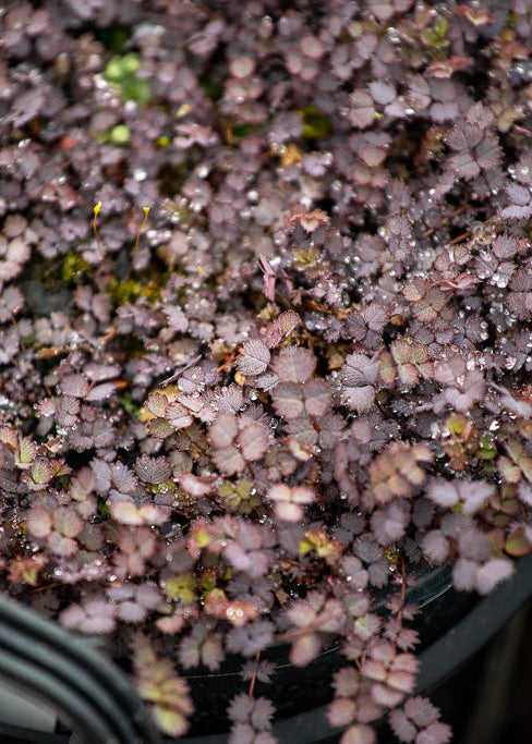 Acaena Purpurea Native NZ Groundcover