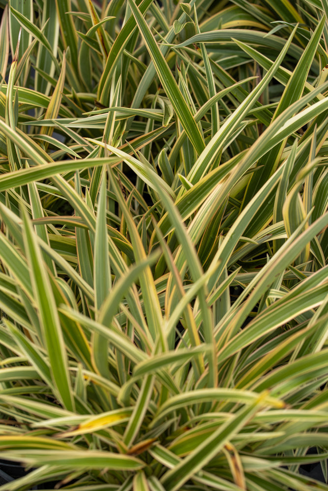 Close up of Phormium Foliage 