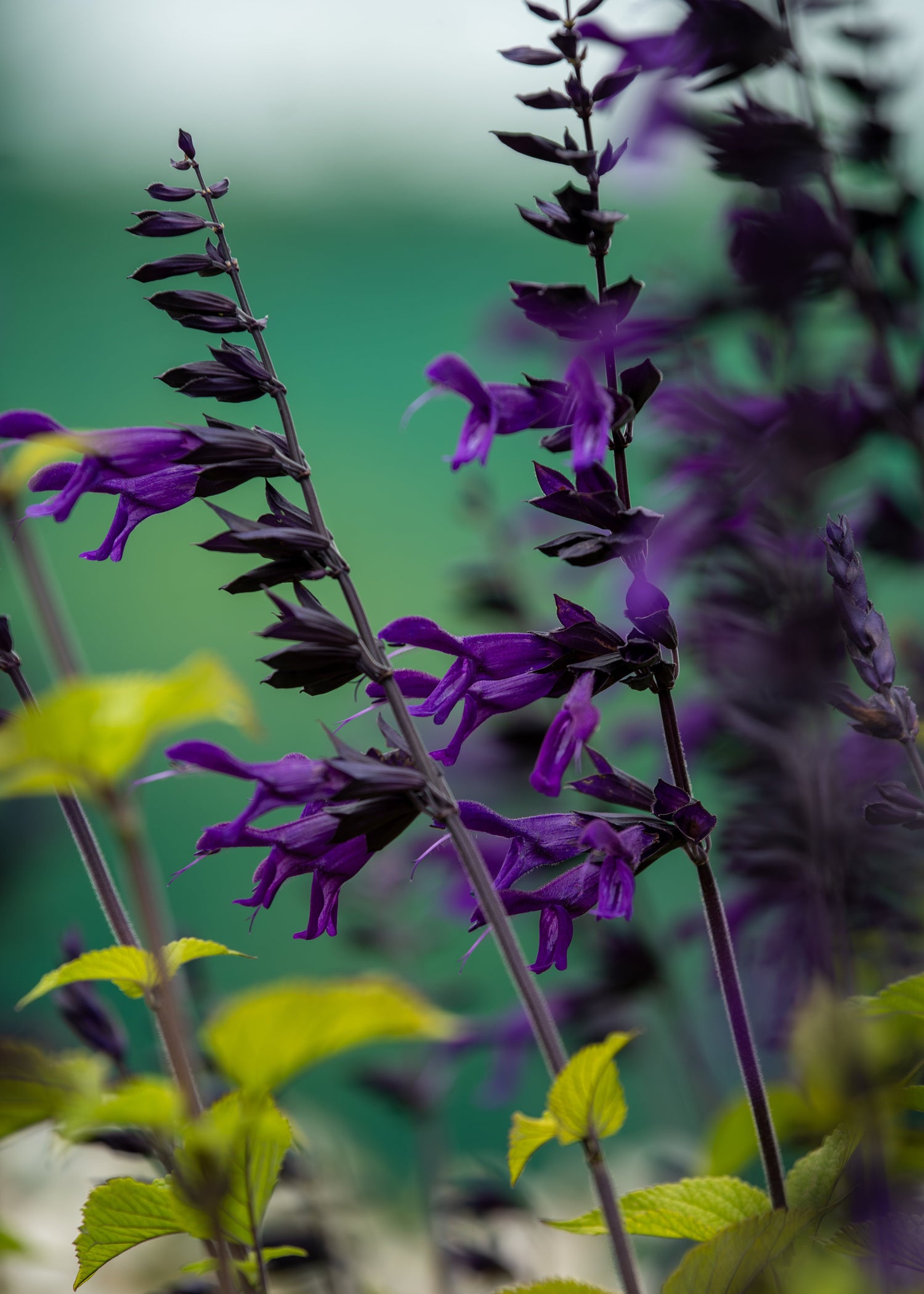 Purple flowers of Salvia Amistad