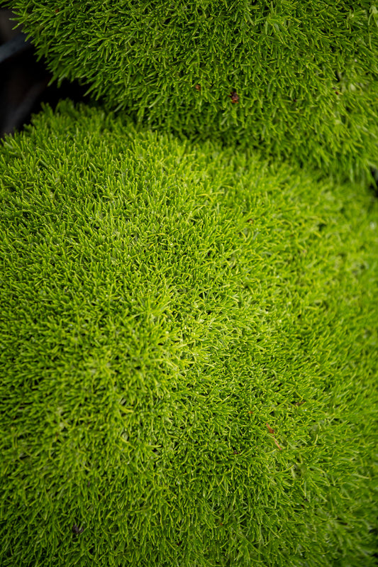 Scleranthus Biflorus