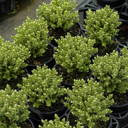 Hebe Topiaria