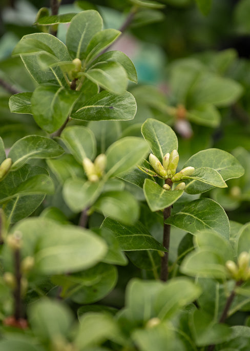 Pittosporum Gum Drop