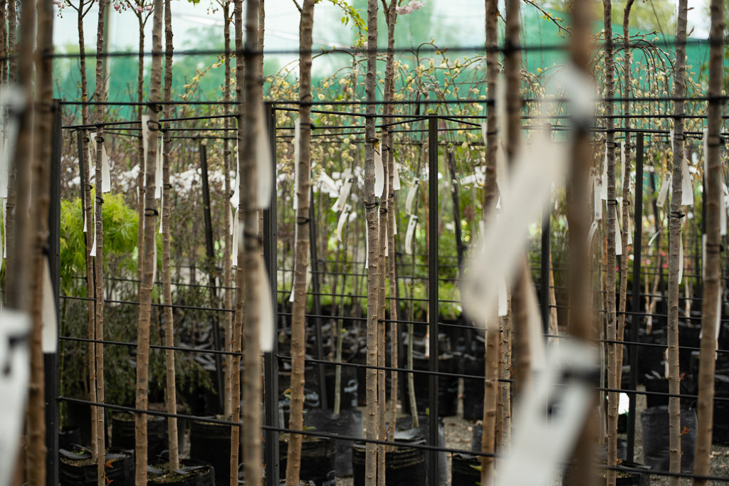 Prunus Shimidsu Sakura