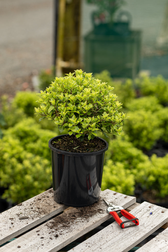 Pittosporum Pom-Pom