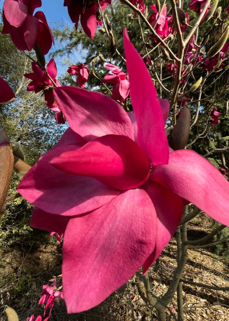 Magnolia Strawberry Fields