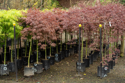 Acer Crimson Queen