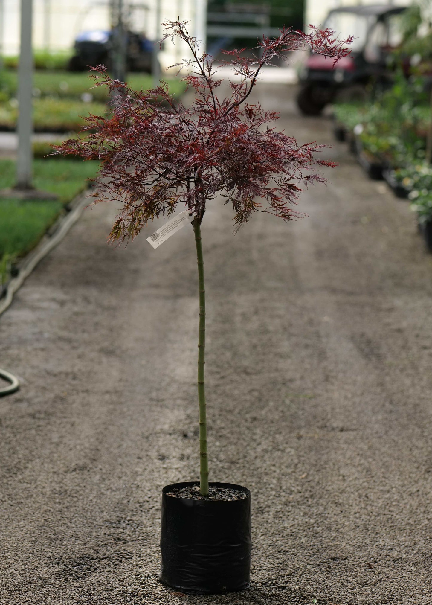 Potted plant in a greenhouse setting