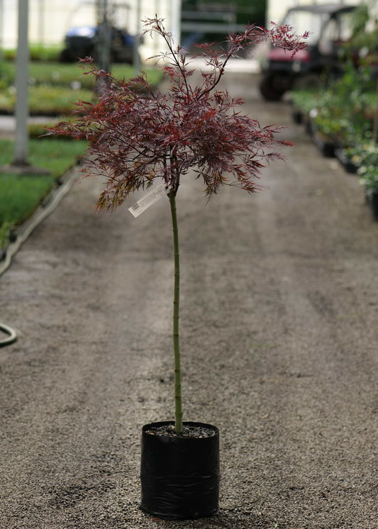 Potted plant in a greenhouse setting