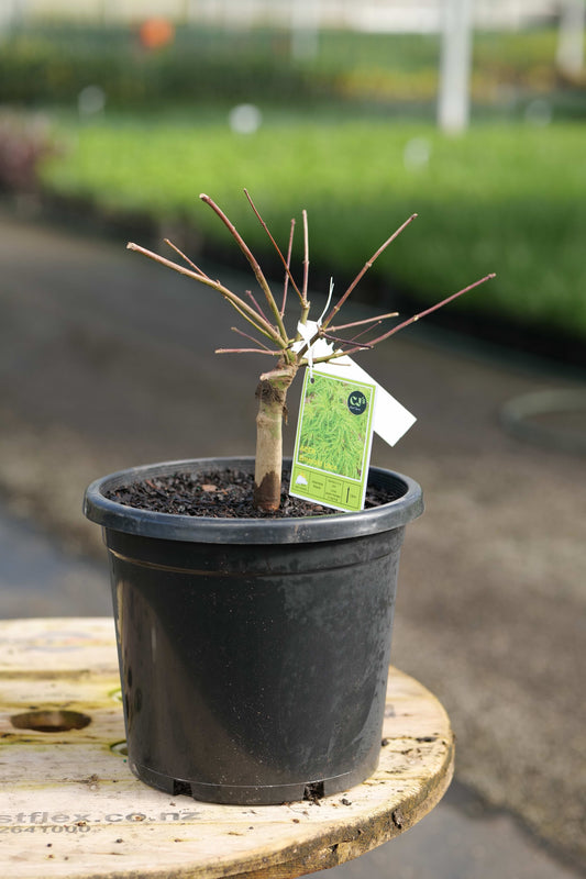 A short patio style Acer Emerald Lace in a black pot