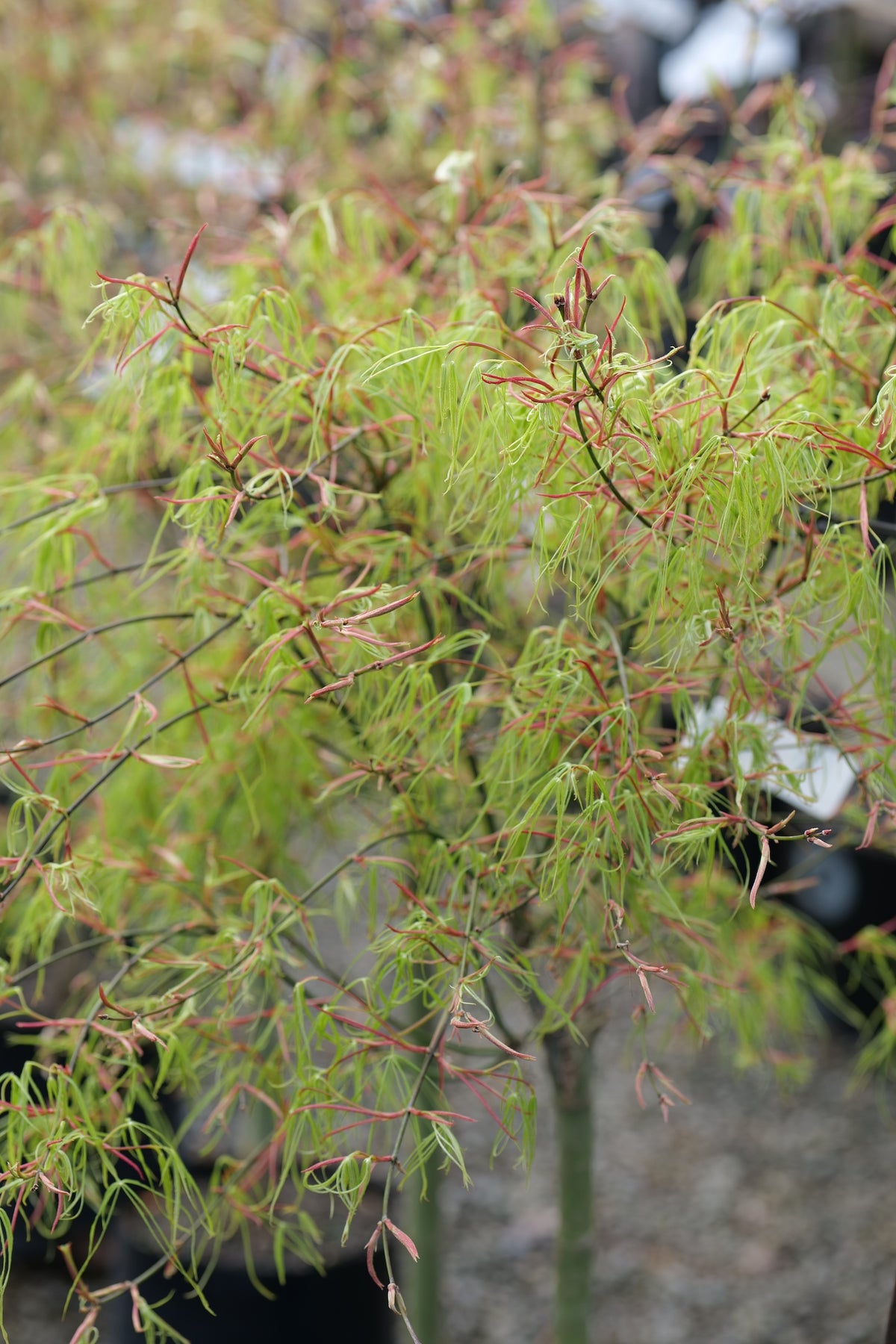 A close-up of a delicate leafy Acer Koto Ito Komachi with fine light green fronds and reddish-brown stems, photographed outdoors with a blurred natural background.