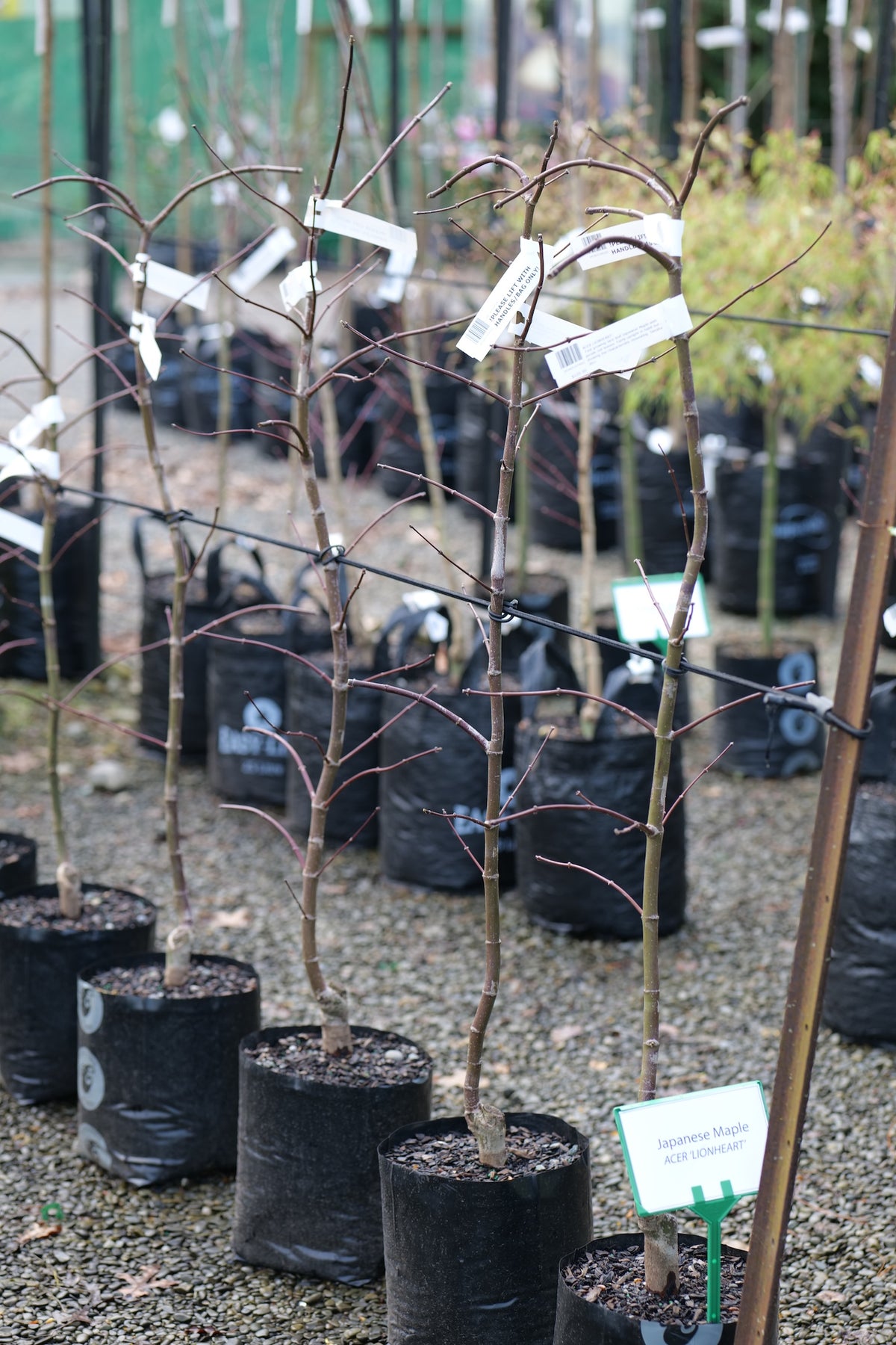 A row of young Acer Lionheart trees in black nursery bags on gravel, with small white and green plant tags and a metal trellis in the background.