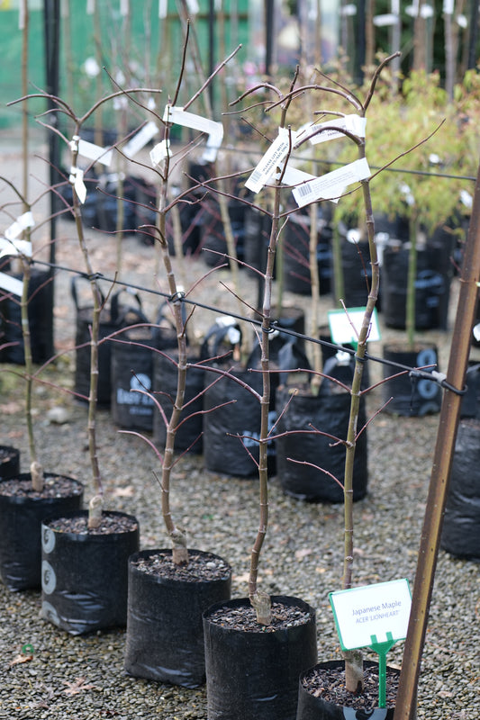 A row of young Acer Lionheart trees in black nursery bags on gravel, with small white and green plant tags and a metal trellis in the background.