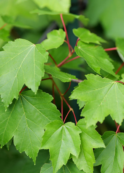 Acer October Glory