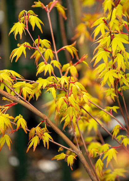 Acer Palmatum Ueno Yama