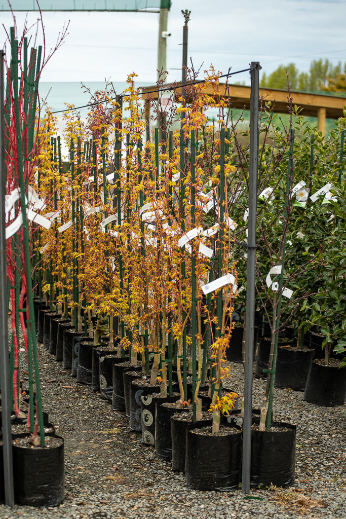 Acer Palmatum Ueno Yama
