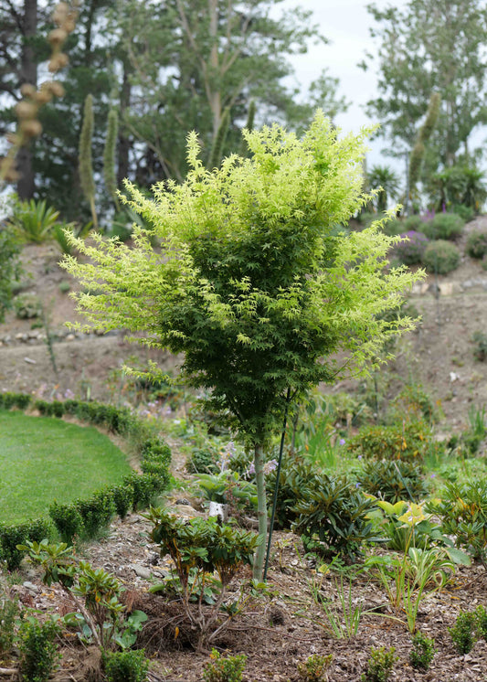 Acer Shidava Gold