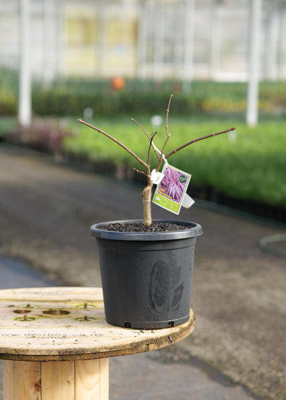 A Acer Tamukeyama patio in a black plastic nursery pot, placed on a wooden table inside a greenhouse. A small product tag is attached to the trunk.