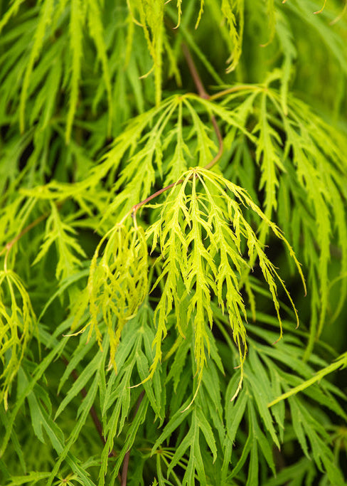 Acer Viridis