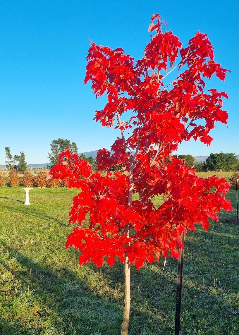 Acer October Glory