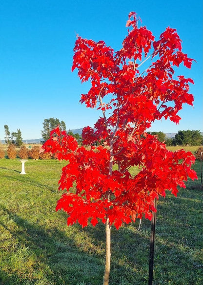 Acer October Glory
