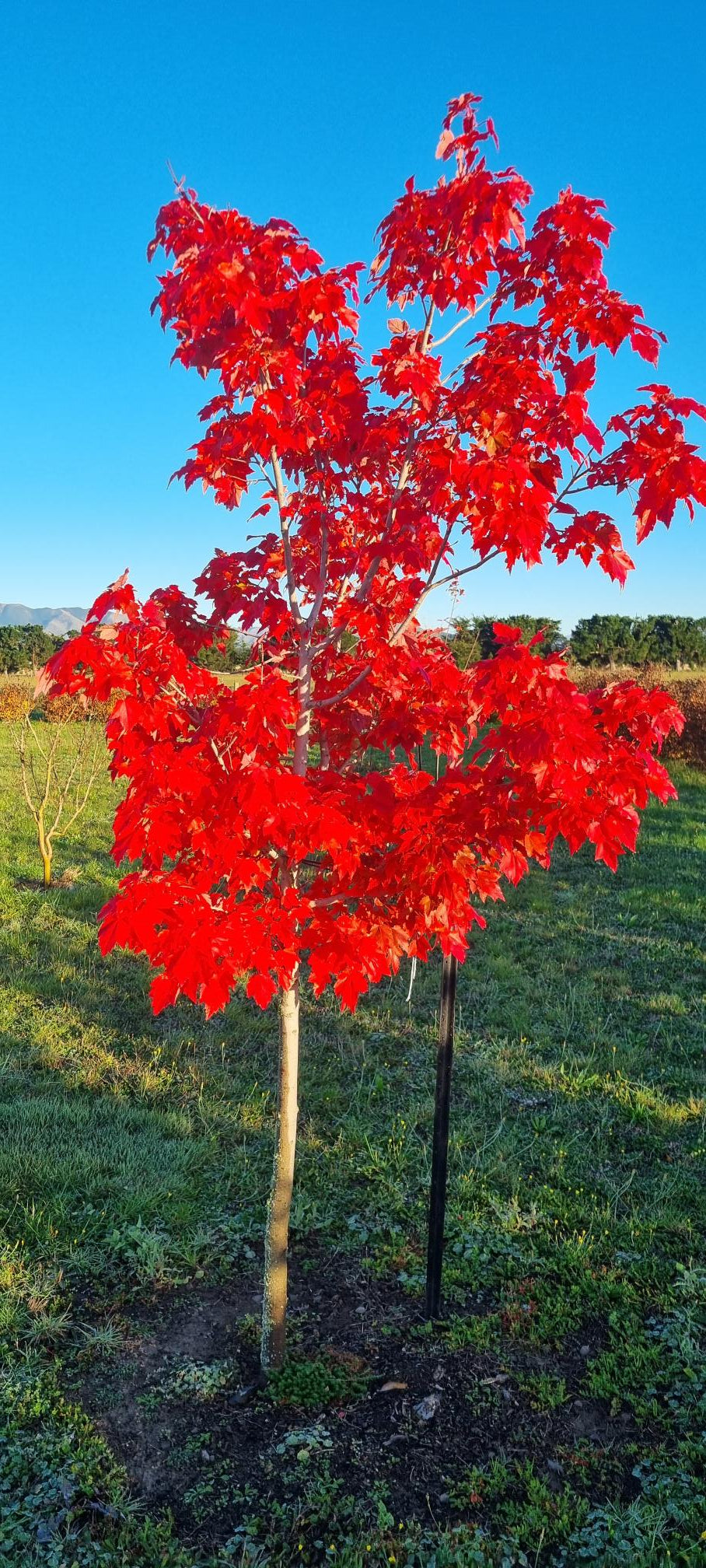 Acer October Glory planted