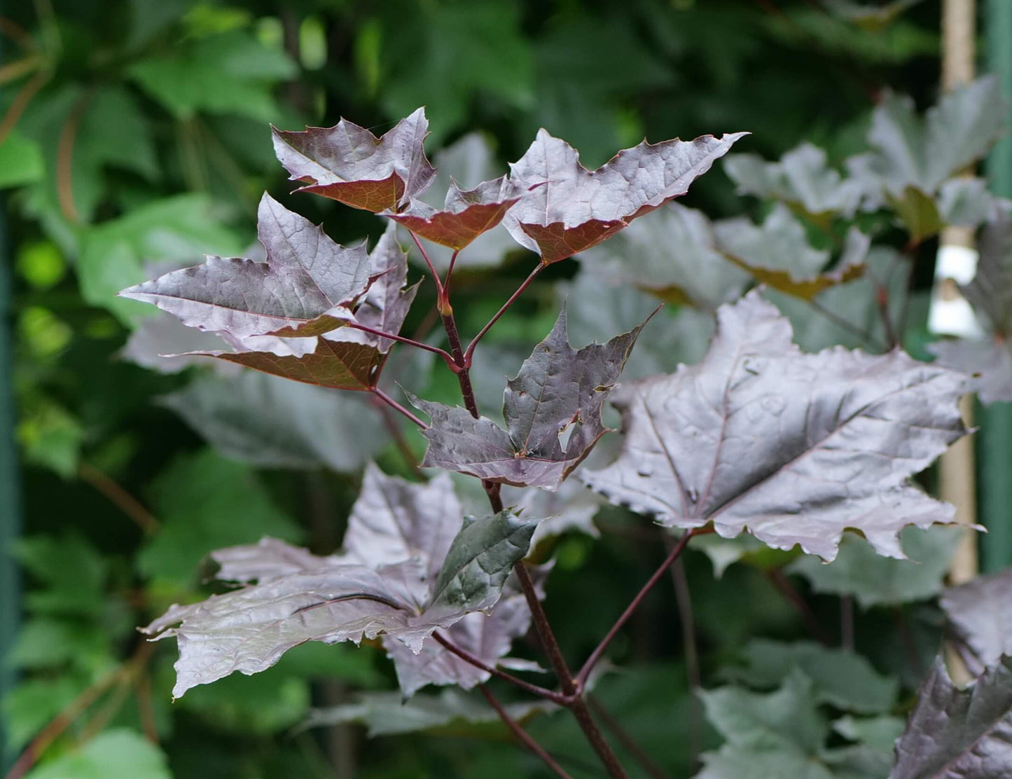 Acer Platanoides Nigrum