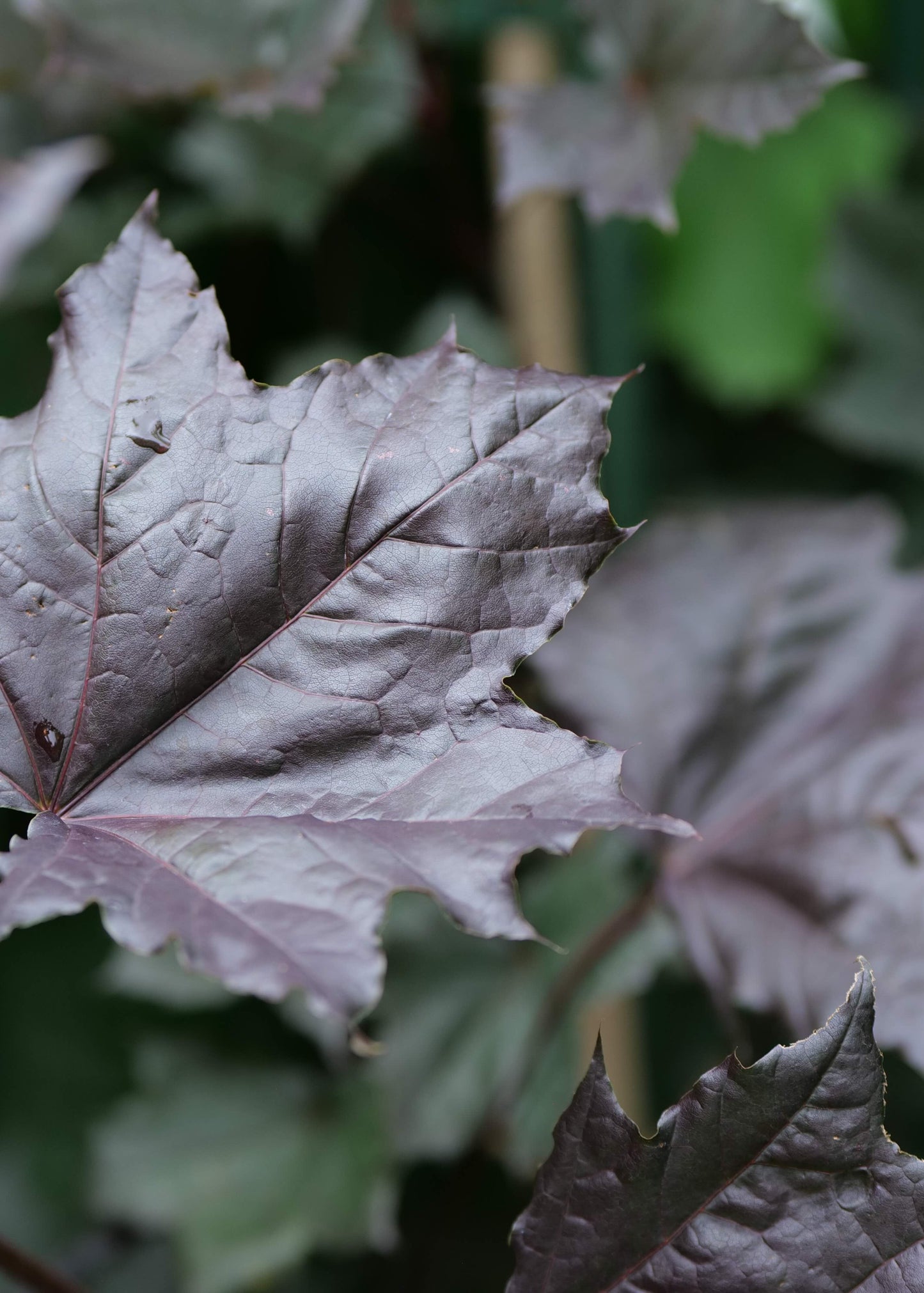 Acer Platanoides Nigrum