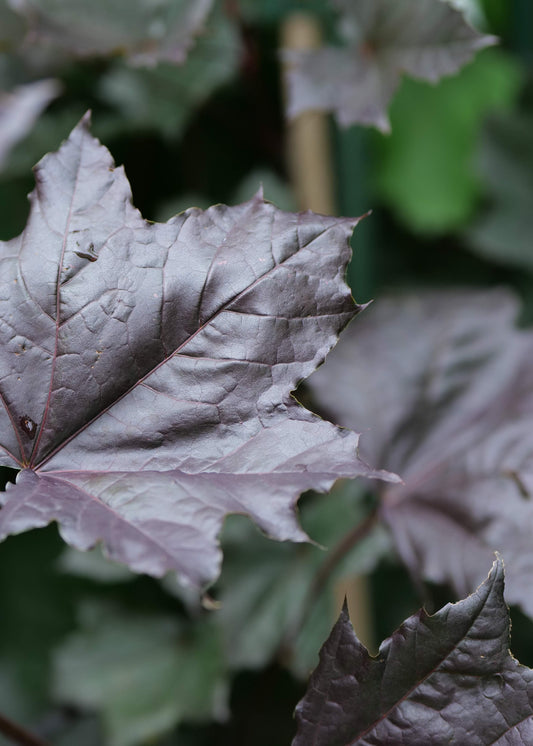 Acer Platanoides Nigrum