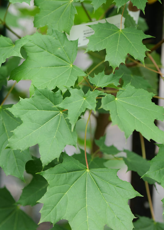 Acer Platanoides
