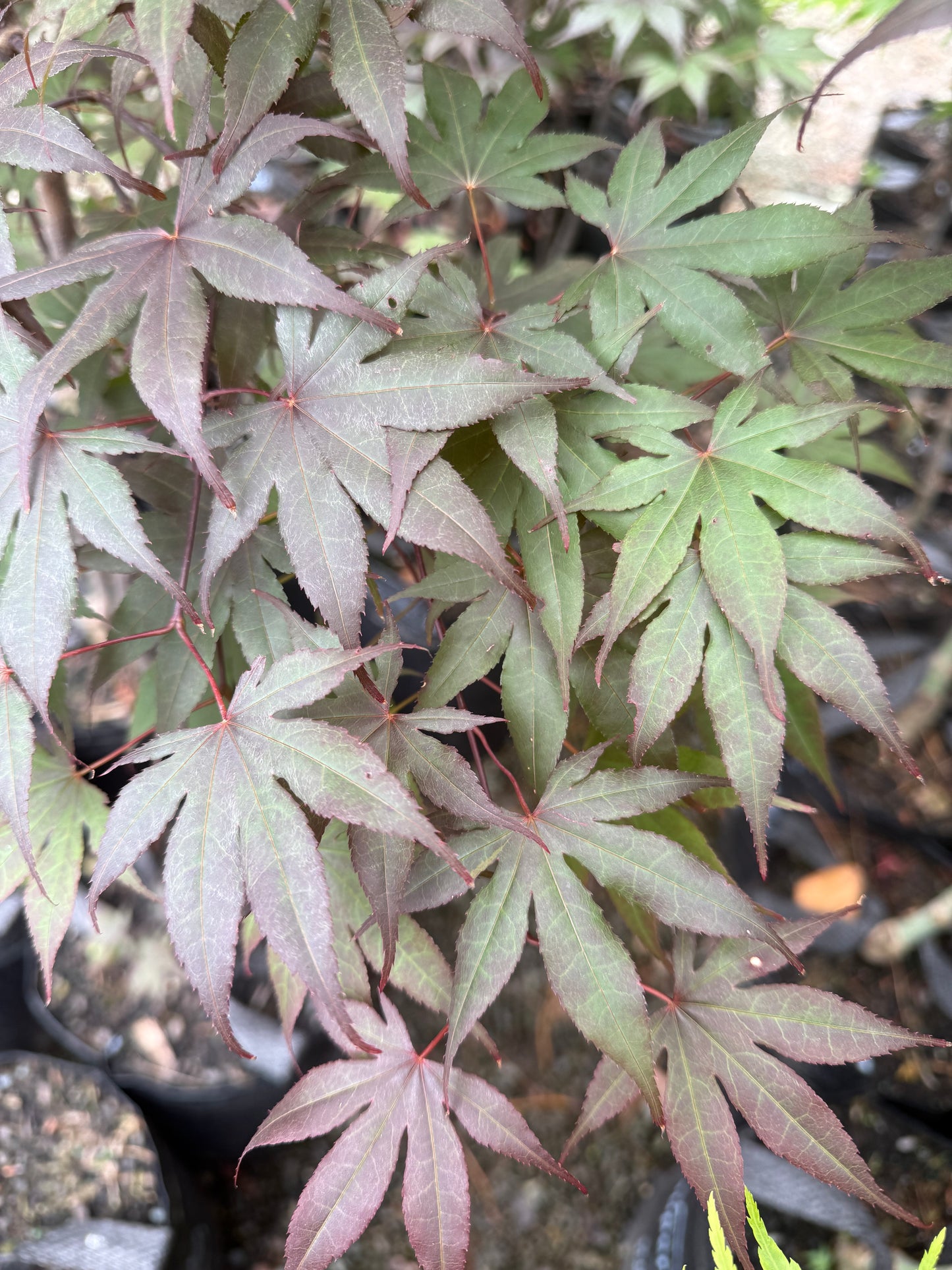 Acer Red Emperor
