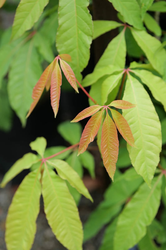 Aesculus Indica