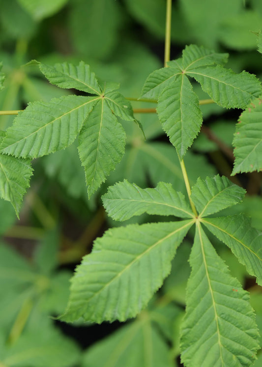 Aesculus Carnea