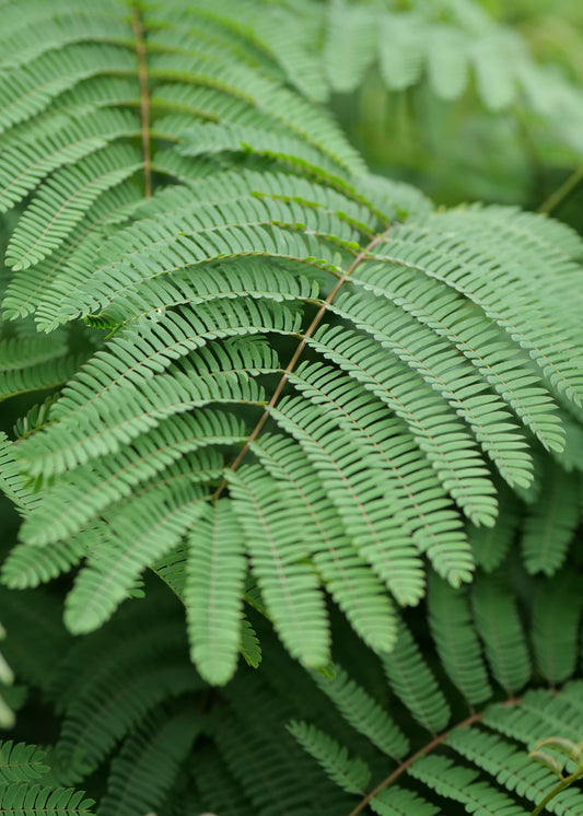 Albizia Julibrissin Rosea