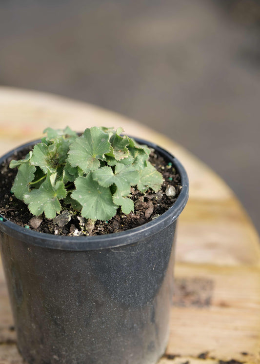 An Alchemilla Thriller growing in dark soil inside a black plastic nursery pot, placed on a round wooden surface with a blurred outdoor background.