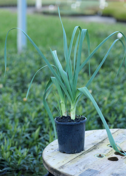 A potted Allium Giganteum with long, slender leaves in a black nursery pot, placed on a wooden table in an outdoor garden or nursery setting.