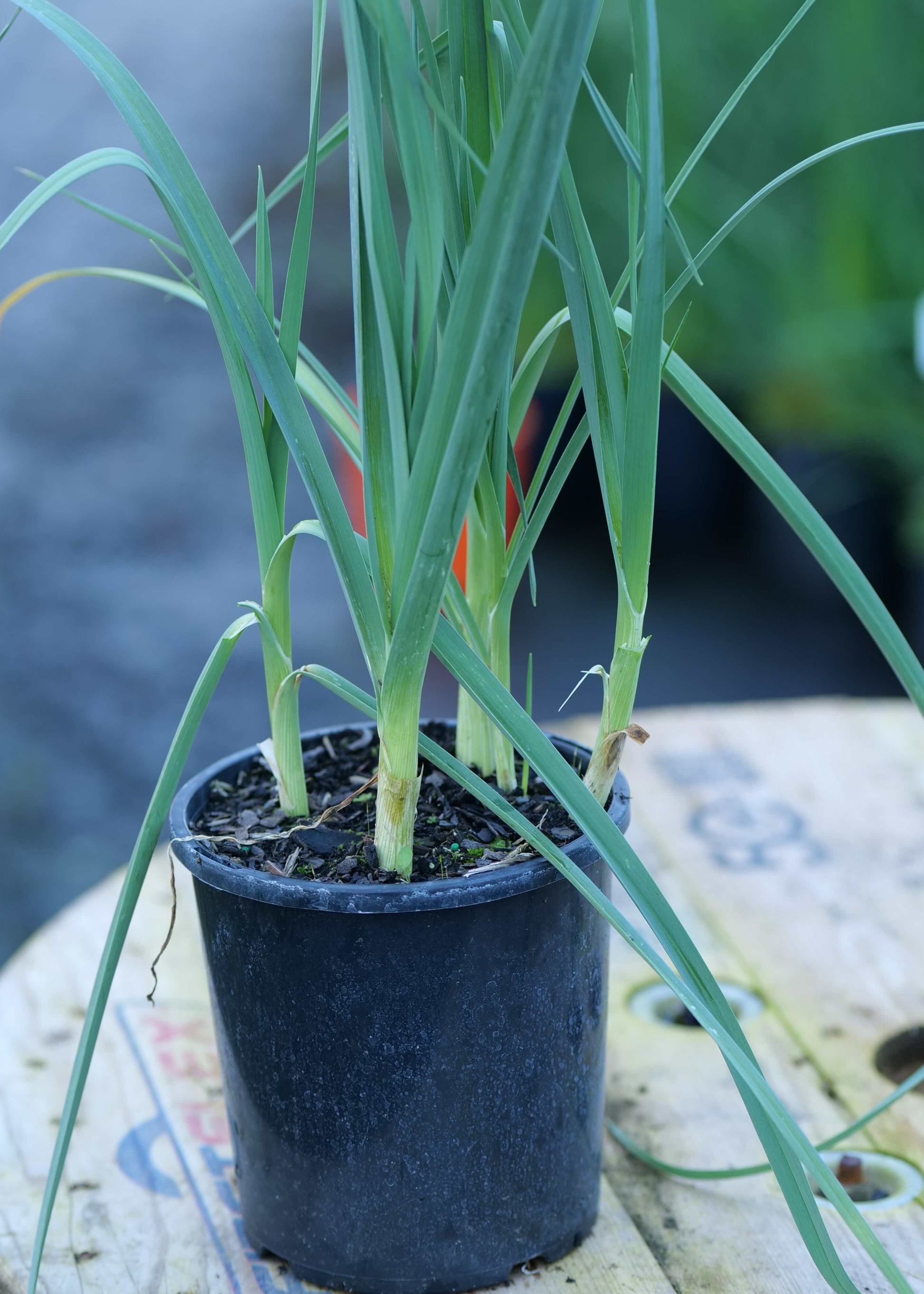 A potted Allium Giganteum in a small black nursery pot, placed on a wooden table in an outdoor garden or nursery setting.