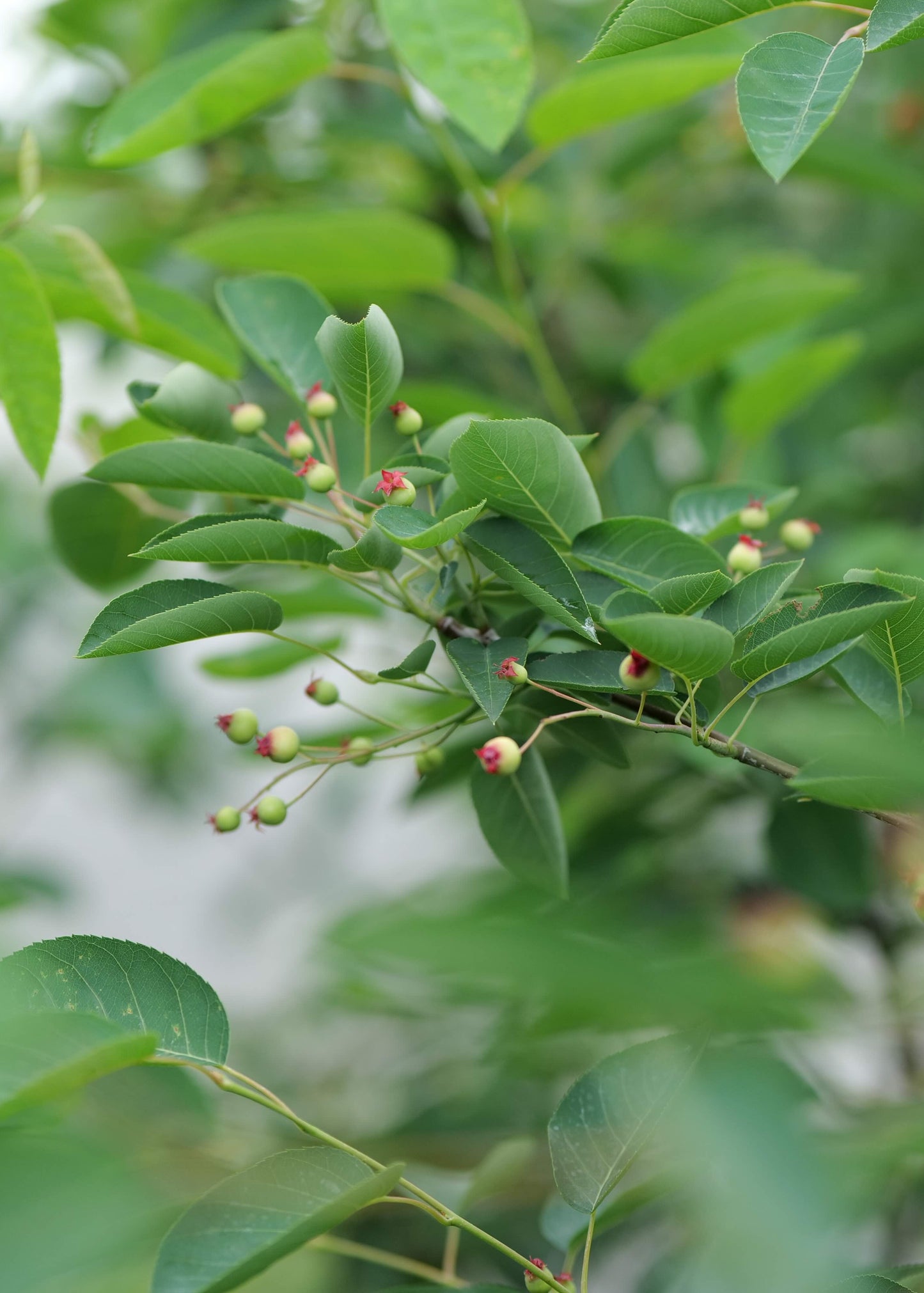 Amelanchier Canadensis