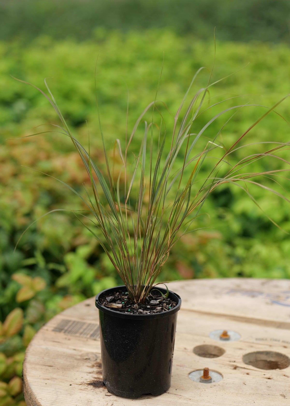 Buy Anemanthele lessoniana (Wind Grass) NZ | Hardy Native Ornamental ...