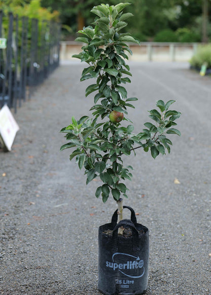 Apple Ballerina Flamenco