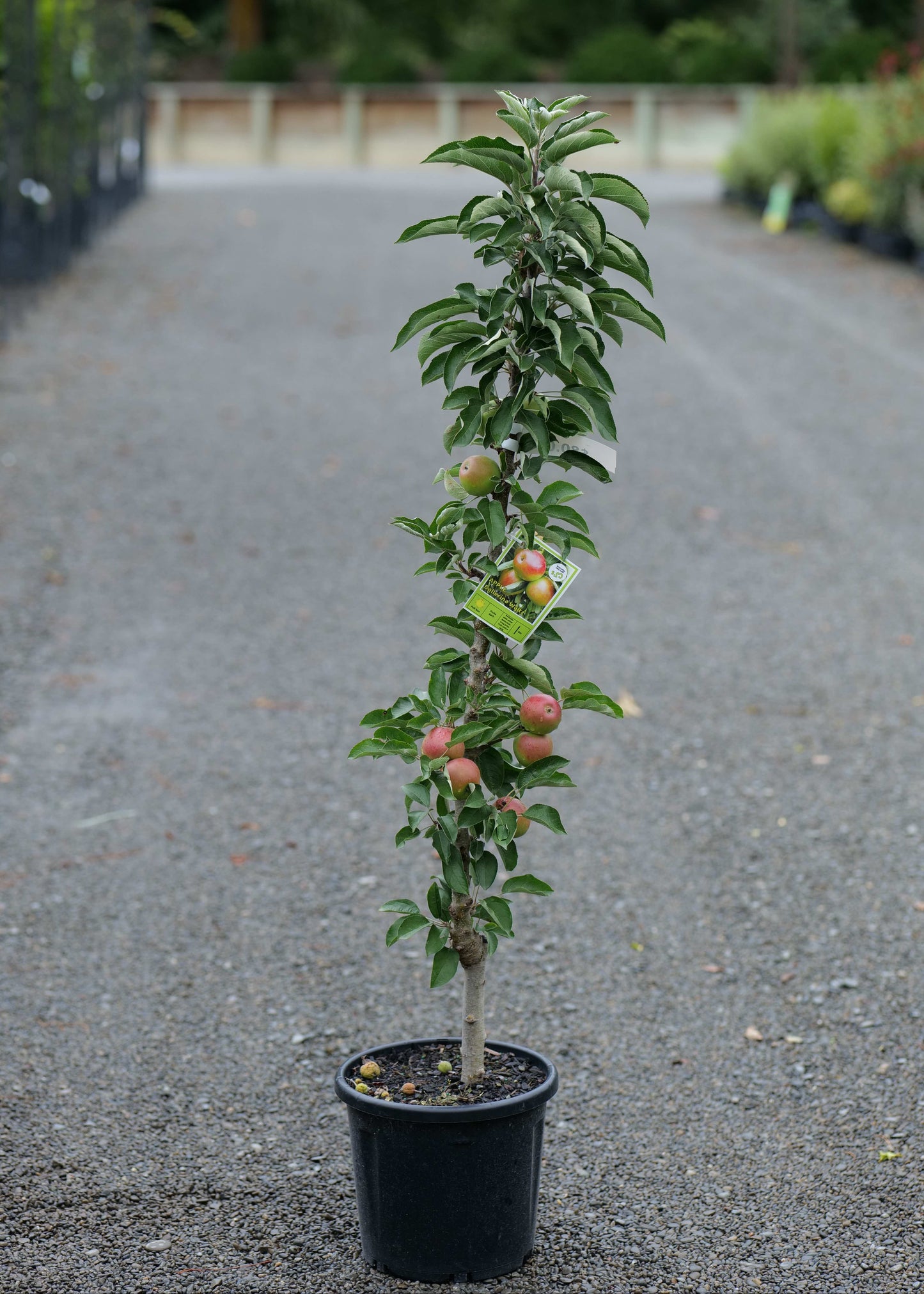 Apple Ballerina Waltz