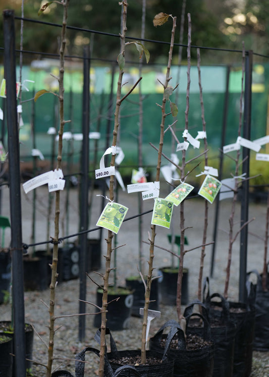 A row of young bare-root Apple Royal Gala trees in black nursery pots, each with small white tags attached, photographed outdoors on a gravel surface with a green fence and blurred foliage in the background.