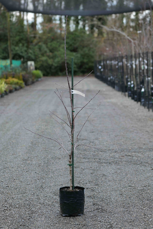 Apple Peasgood Nonsuch