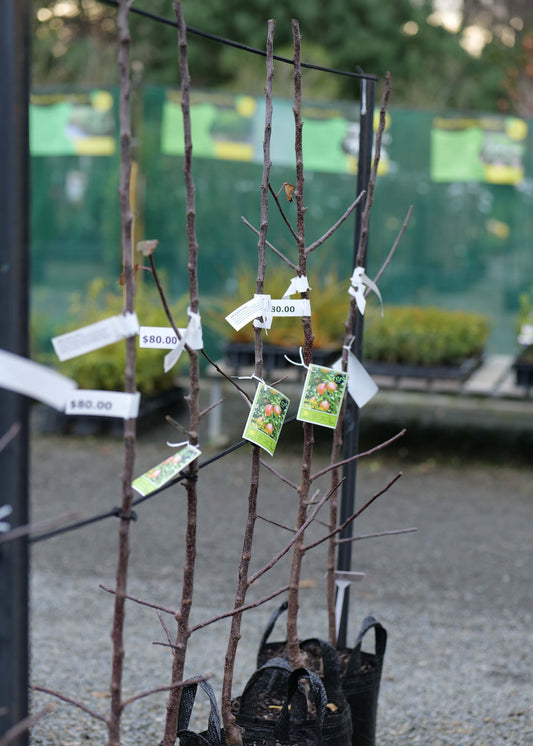 Several bare Apple Royal Gala trees in black nursery bags tied to a support stand at an outdoor nursery, with small price tags attached to the branches.