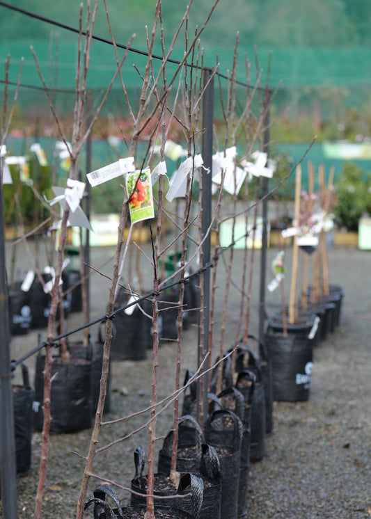 A row of Apple Splendour trees in black nursery pots, each with a small product tag attached, photographed outdoors on a gravel surface with more pots and greenery in the background.