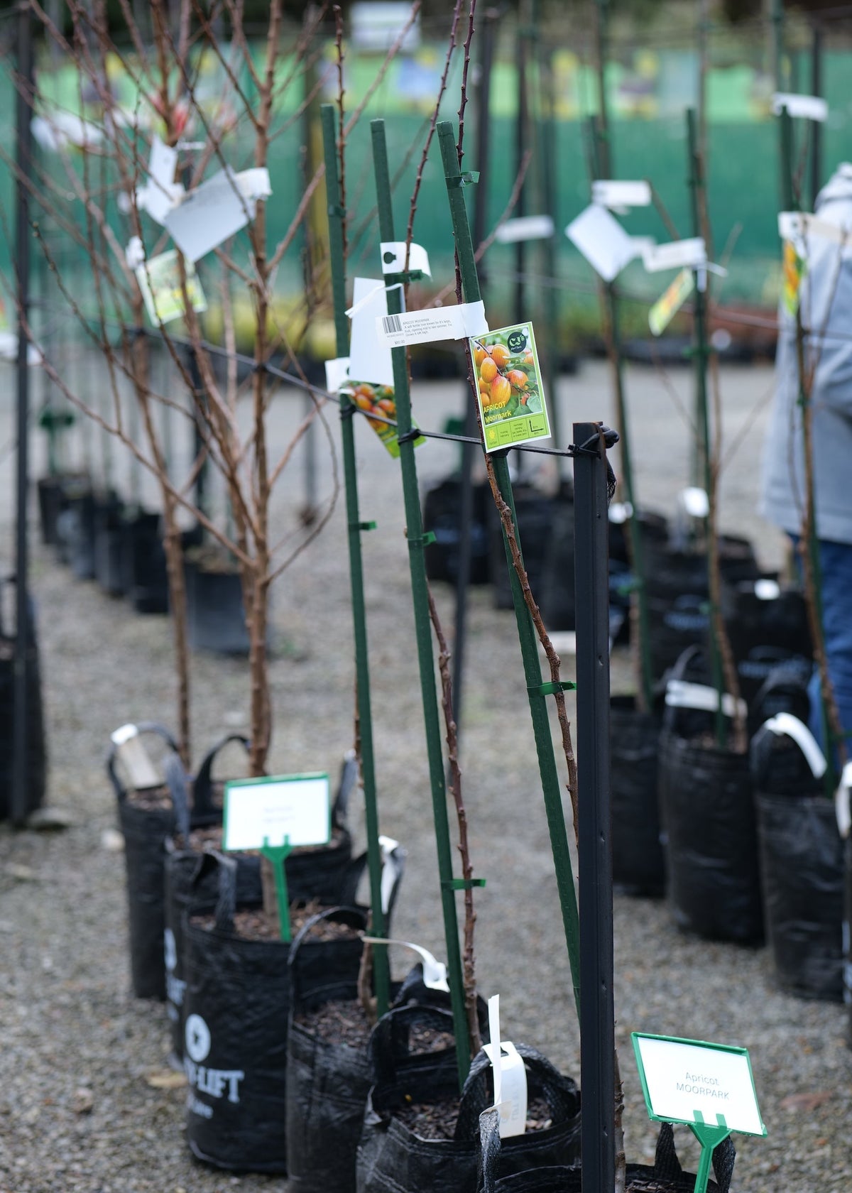 A row of Apricot Moorpark trees in black grow bags with green stakes and tags, photographed at a nursery or garden center.